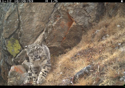 Bhutan Wild Cat Health Project