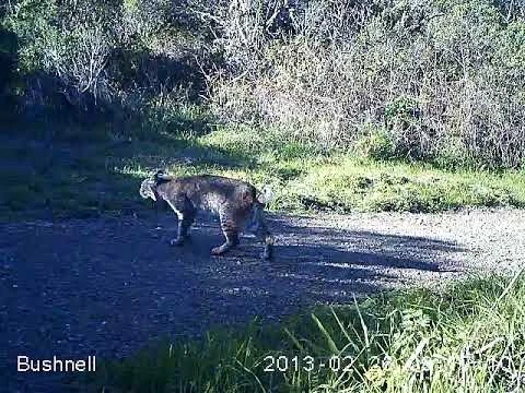 bobcat in marin county