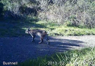 Bobcat Videos