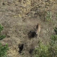 bobcat kittens