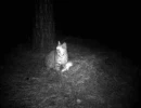 bobcat uncovering cached prey