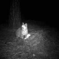 bobcat uncovering cached prey