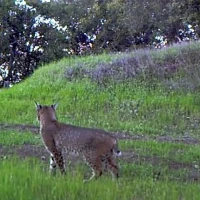 inquisitive bobcat in the south