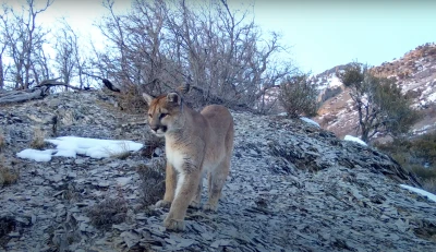 cougar179