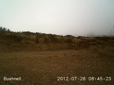 coyotes