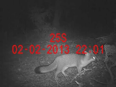 grey fox close up in the north bay