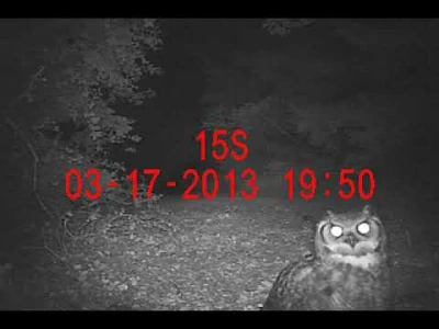visit from an apex predator of the