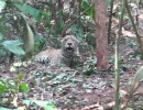 jaguar caught in snare