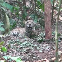 jaguar caught in snare