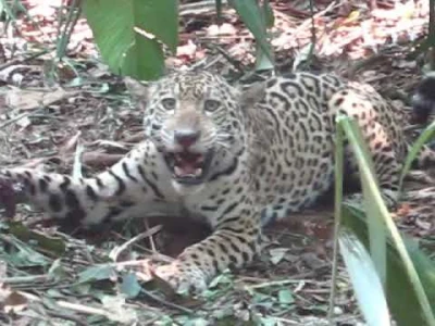 jaguar in leg hold snare before52