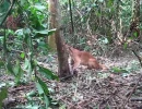 puma in leg hold snare before