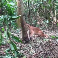 puma in leg hold snare before