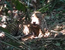 young jaguar in peru