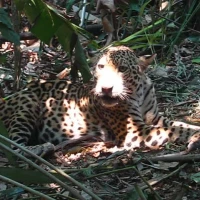 young jaguar in peru