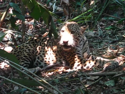 young jaguar in peru