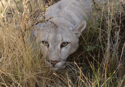 Patagonia Puma Project