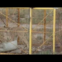 liberacion puma