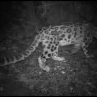 aztai snow leopard looks at camera