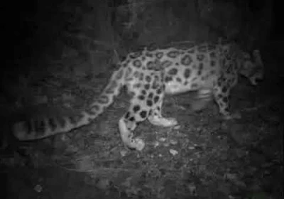 Snow Leopards in Mongolia
