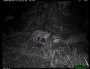 bayartai the snow leopard playing