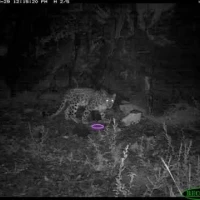 bayartai the snow leopard playing
