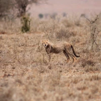 375325ce 64be 414d 82e1 dc16a80c8a3405 c