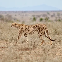 6bdeb588 6280 4b92 b7e0 90af001f0ddb 1 c