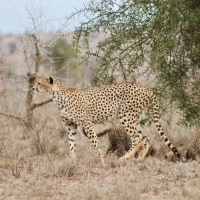 f2b08b8e b0de 42c5 aa1b cfe7414d347a 1 c