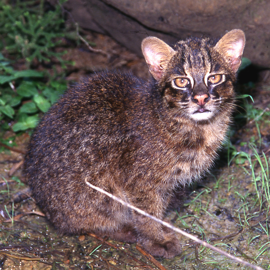 An Iriomote cat in dense undergrowth