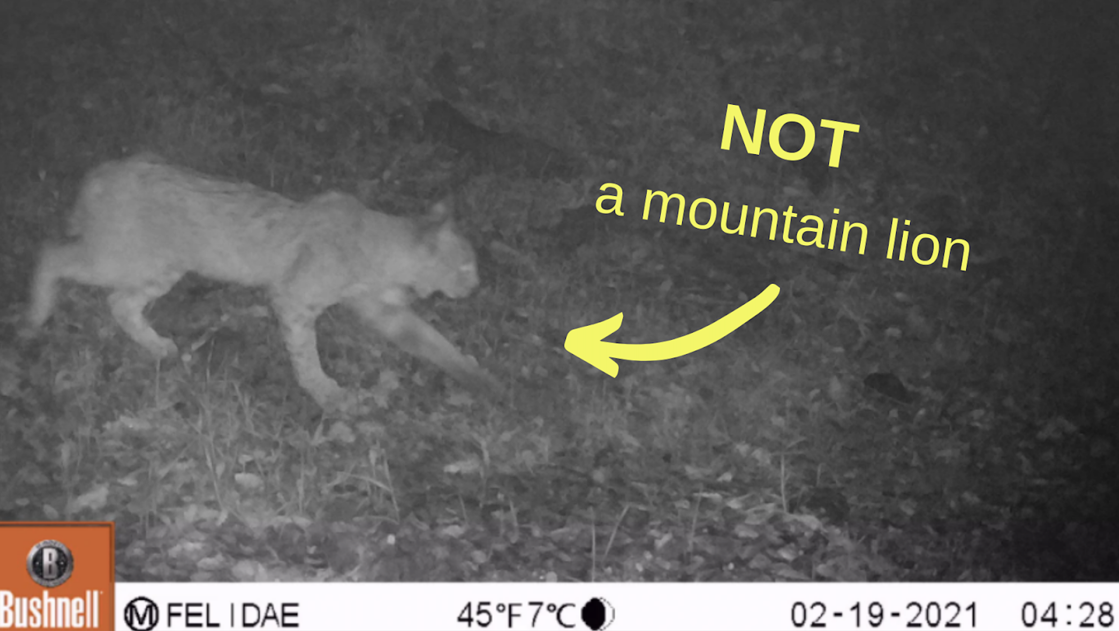 A remote camera photo showing a wild cat. Text says 