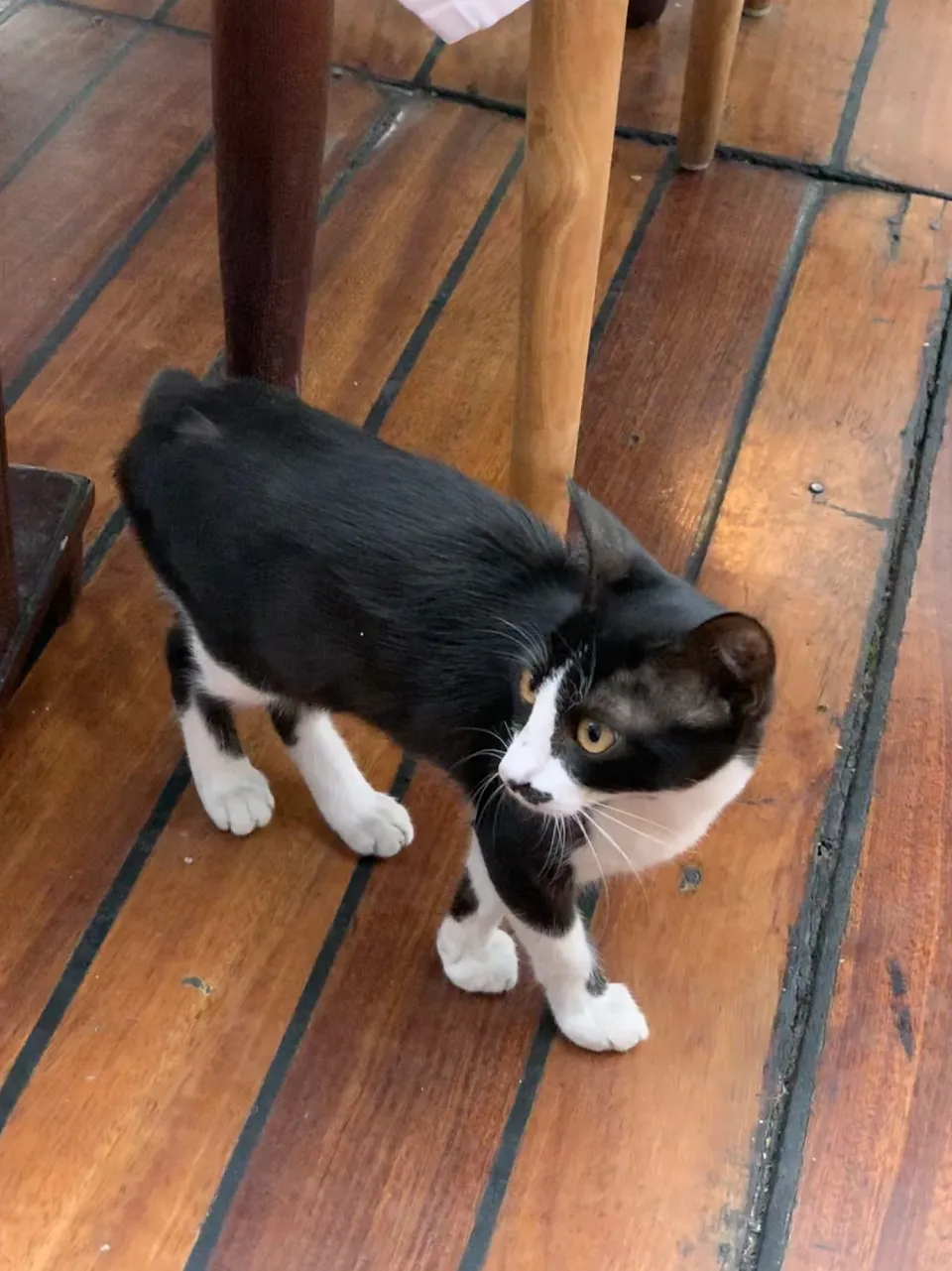 Domestic Cat