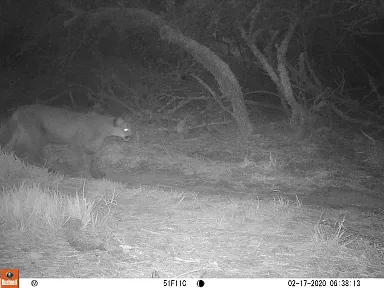 Officials believe mountain lion report was more likely a bobcat