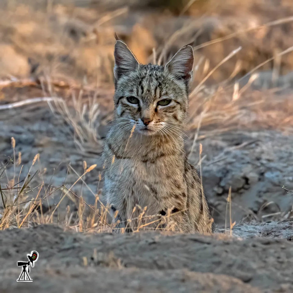 African-Asian Wildcat
