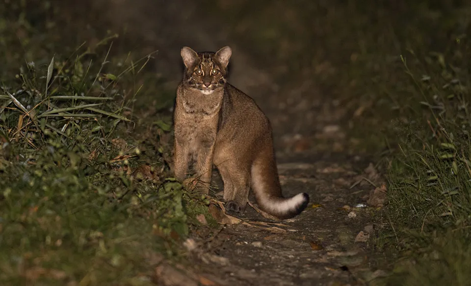 Asiatic Golden Cat
