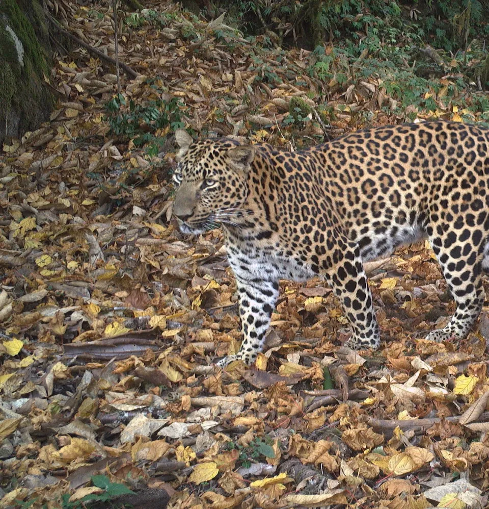 Bhutan Wild Cat Health Project