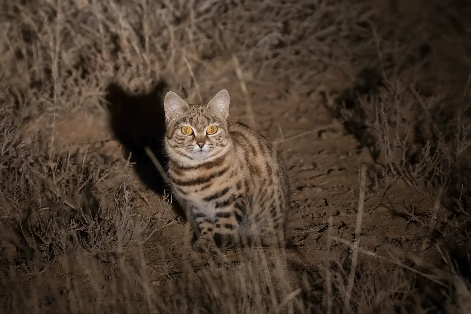 Black-footed Cat