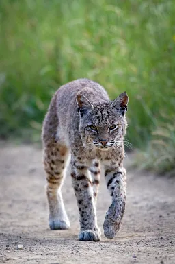 Meet The Bobcat, Greene County's Only Wildcat, Local News