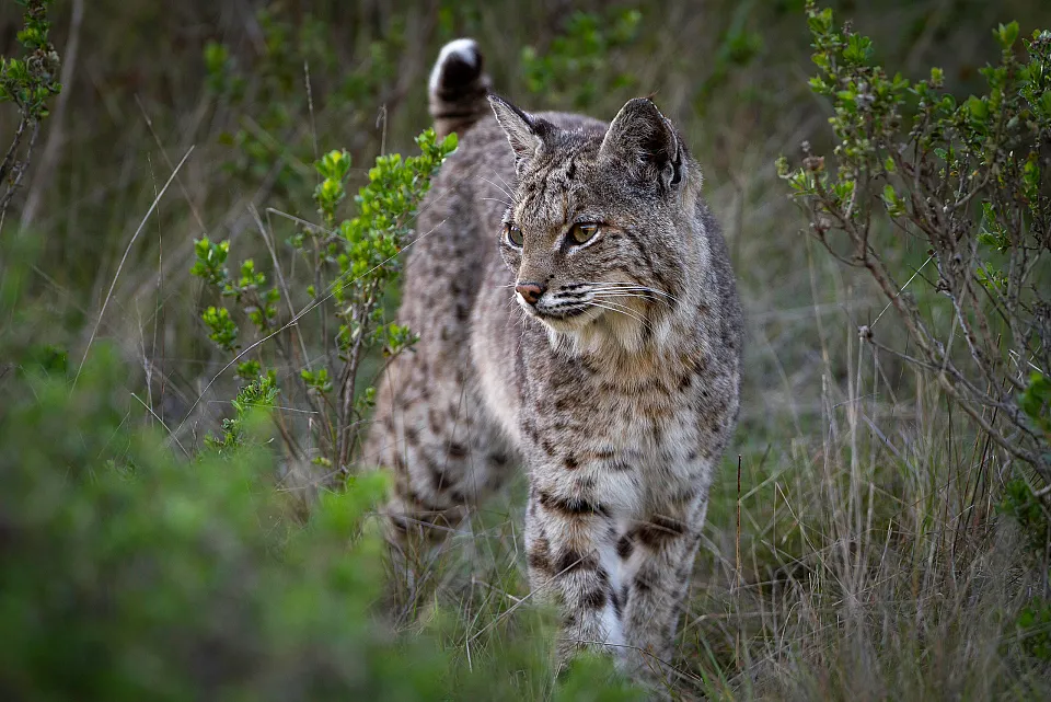 Bay Area Bobcat Project