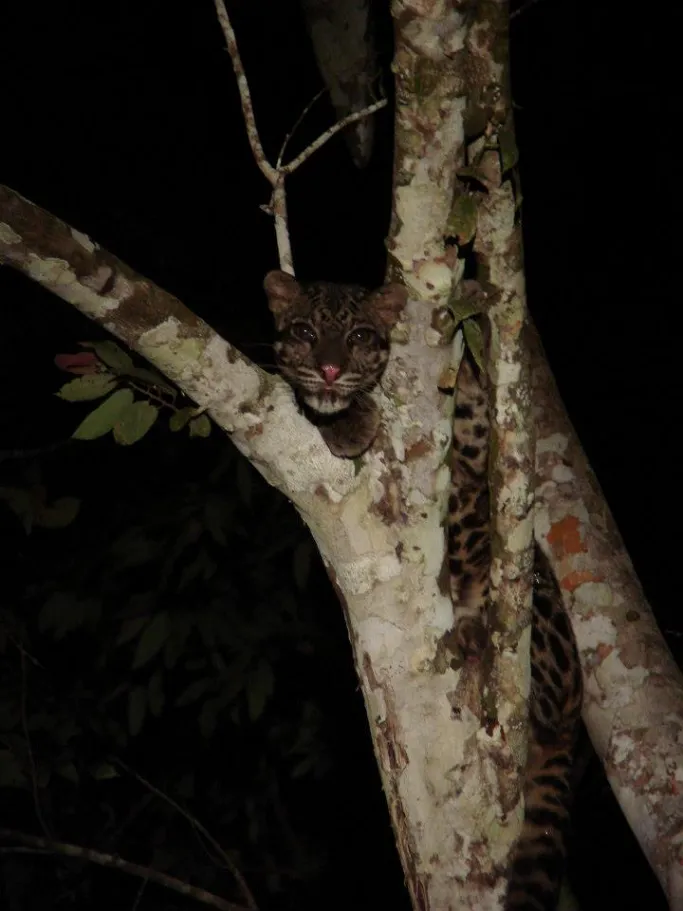 Bornean Clouded Leopard