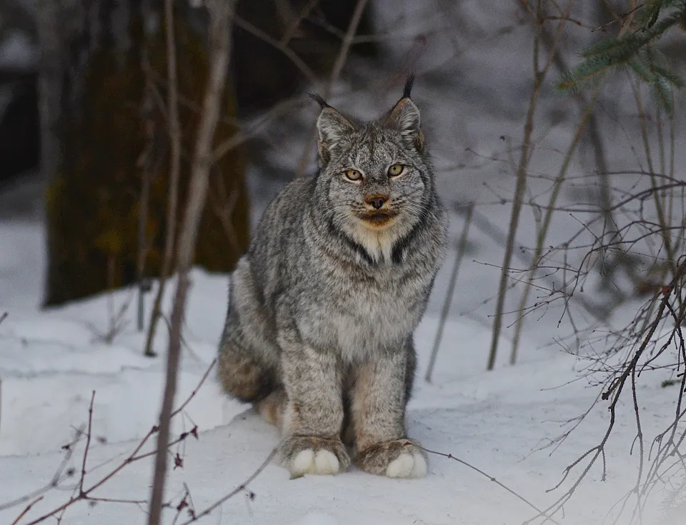 Canadian Lynx