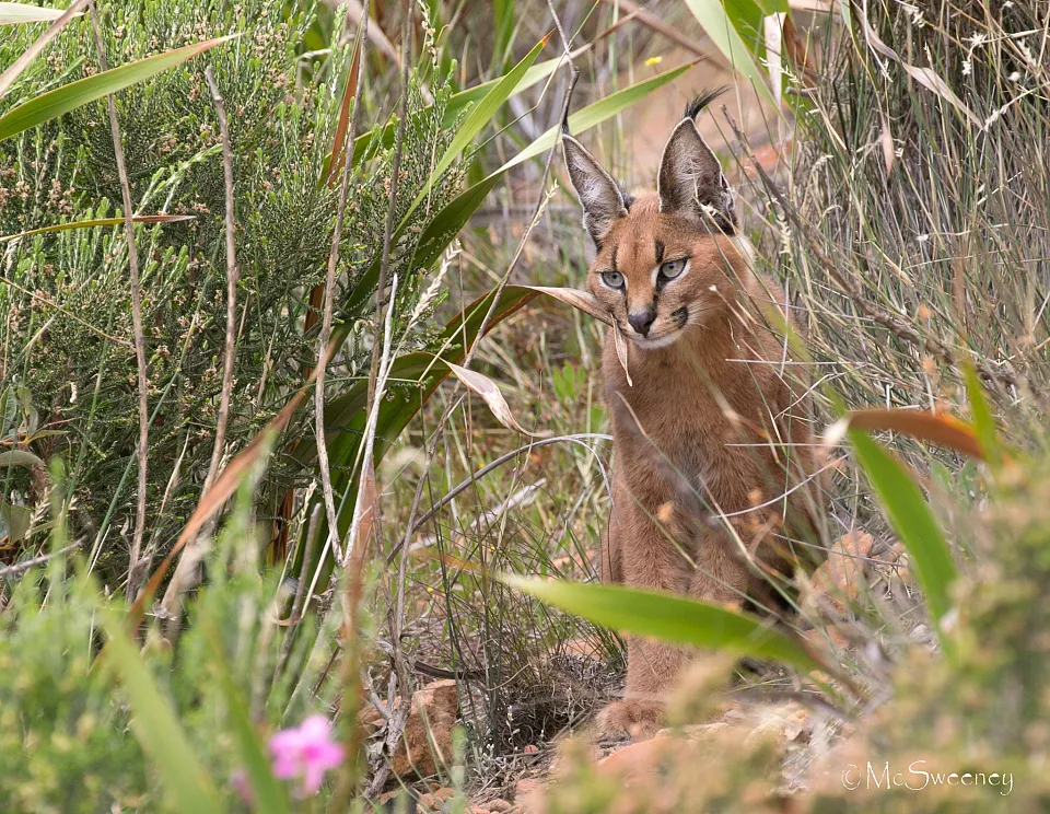 Caracal