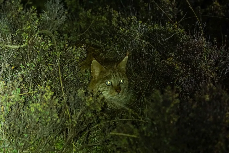 Chinese Desert Cat