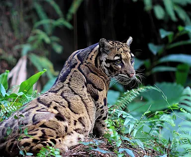 Clouded Leopard