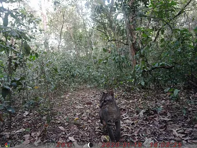 Remote camera image of an African Golden Cat deep in the forest; cat is center frame and looking left with interest, like something has caught its eye.