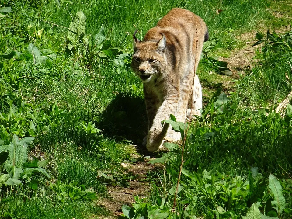 Eurasian Lynx