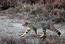 european wildcat