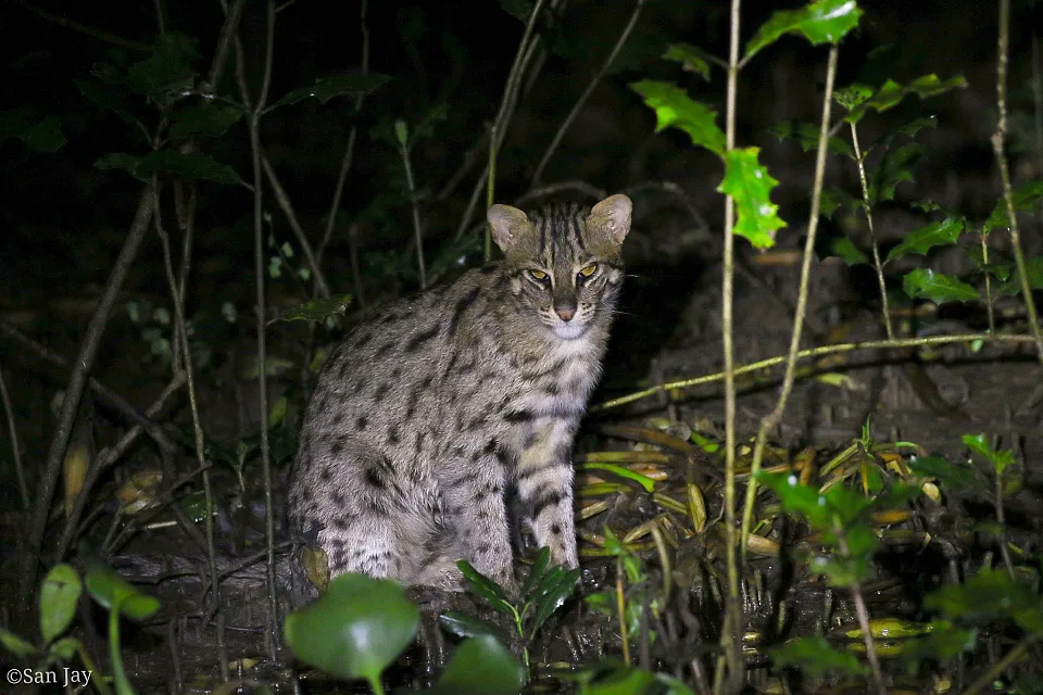 Fishing Cat
