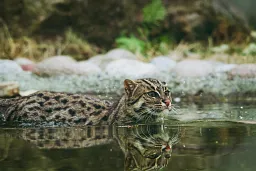 Fishing cat clearance as a pet