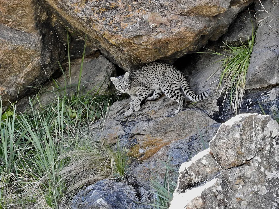 Geoffroy’s Cat