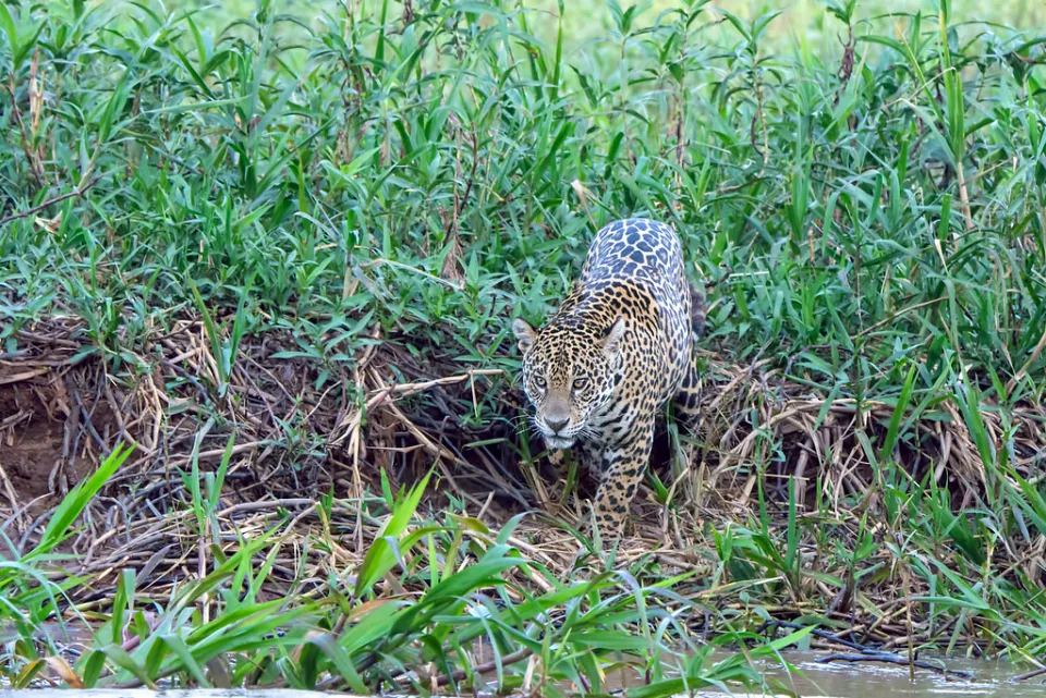 Jaguar